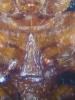 Rhyzobius litura
